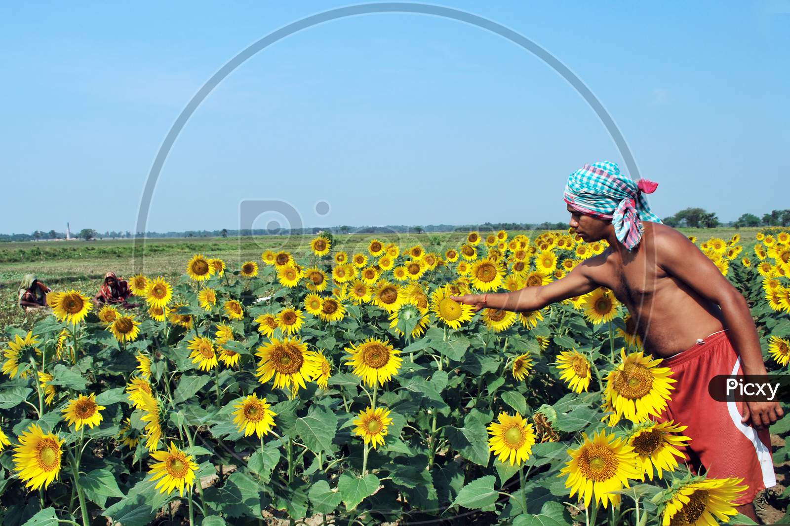 rural sunflower field at west bengal