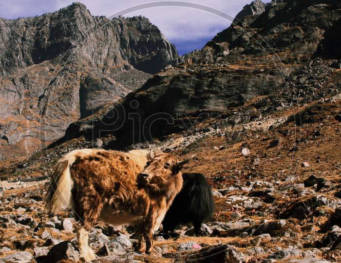 a domestic yak at sela pass