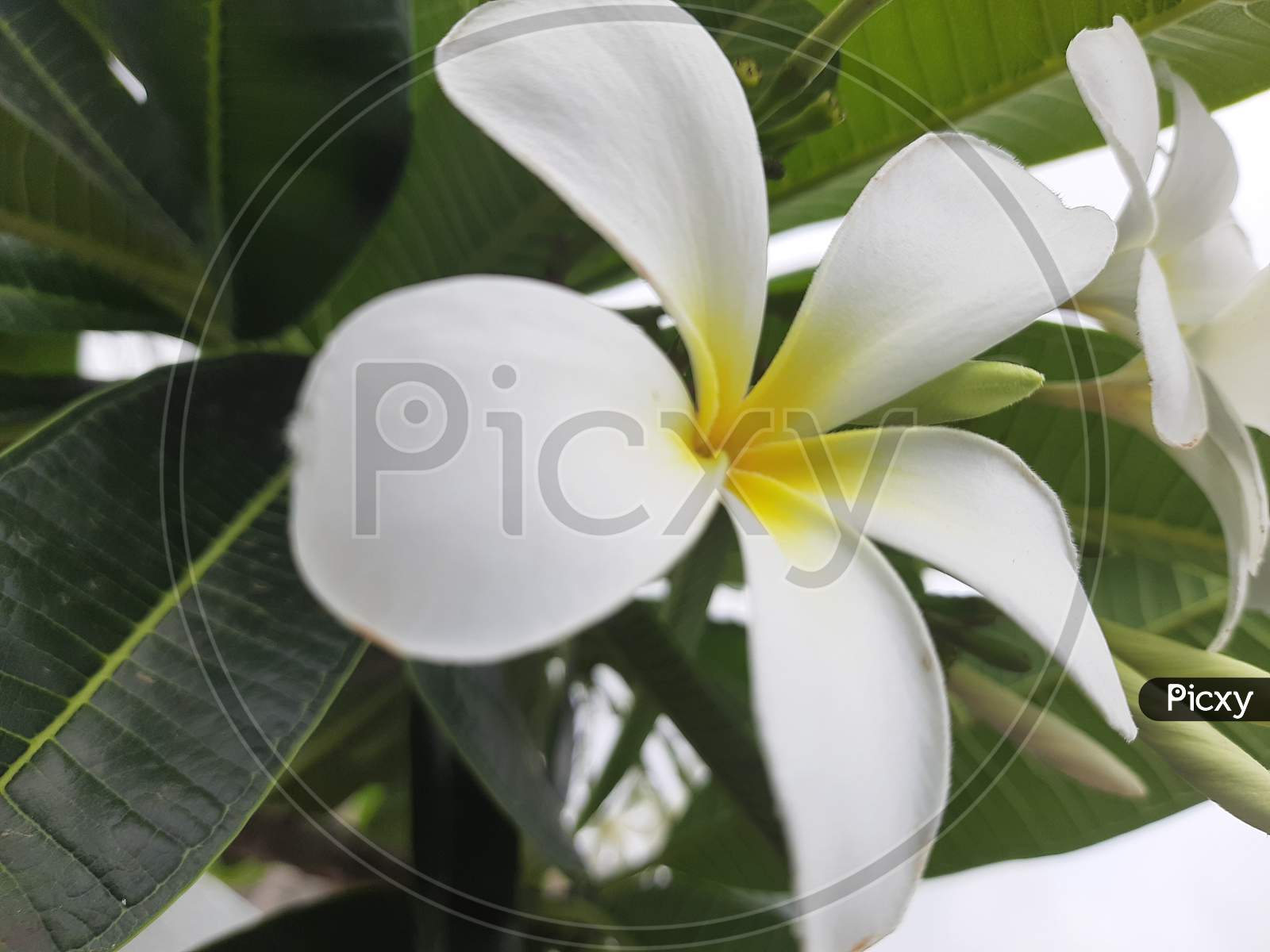 White flower and leaf