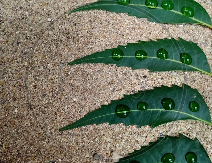 Water Drops On Neem Leaves On The Right Side Of The Sand Background