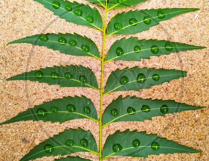 Drops Of Water On Neem Leaves On The Background Of Sea Sand