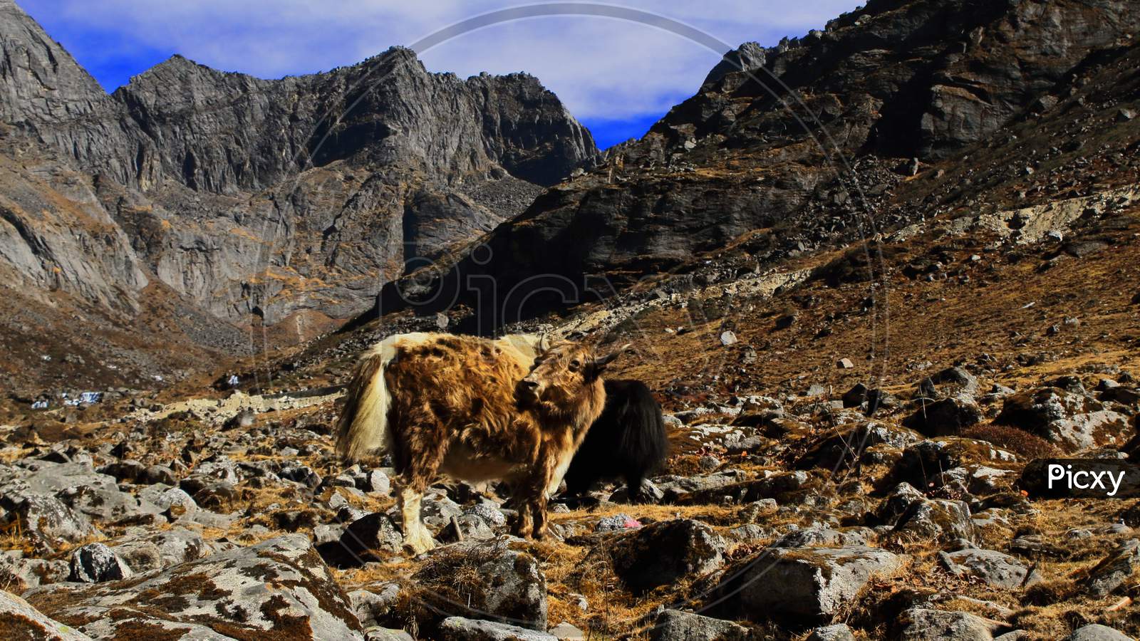 a domestic yak at sela pass. rocky, arid and alpine sela pass situated high himalayan region near tawang hill station in arunachal pradesh, north east india