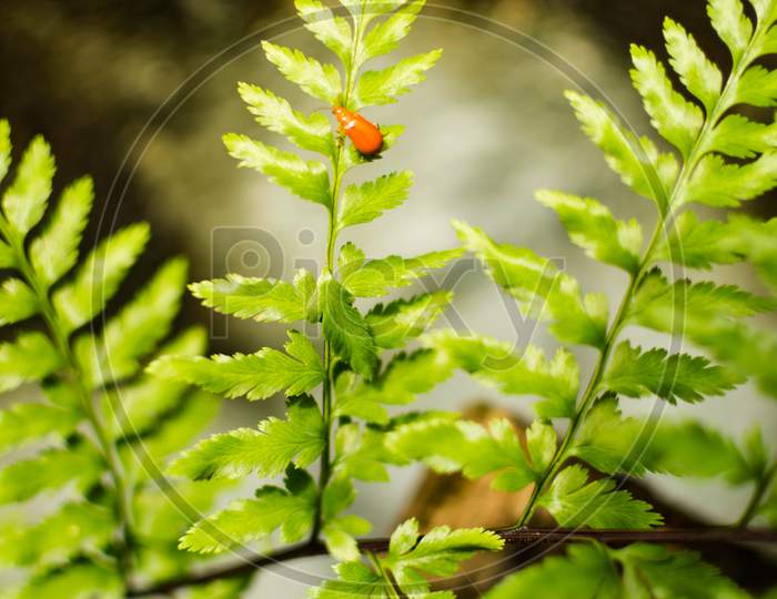 A Lady Bug Sitting On A Long Green Plant Leaf