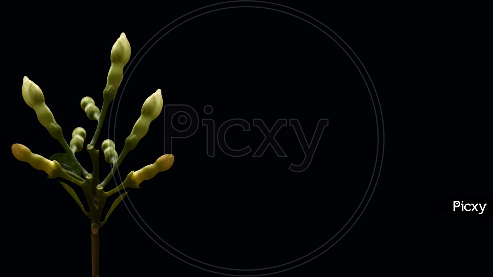 Beautiful Flower Bud Isolated On Black Background With Texture Space Available