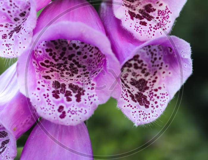 Beautiful Digitalis Flower Close Up In White And Purple Color