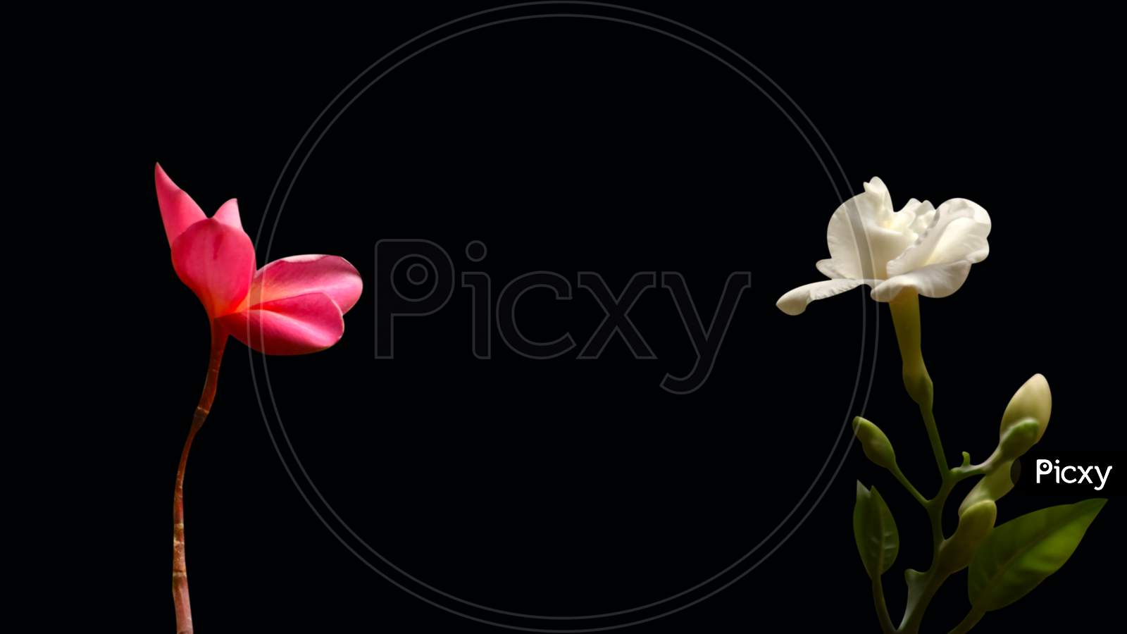Beautiful White And Pink Color Flowers Isolated On Black Background
