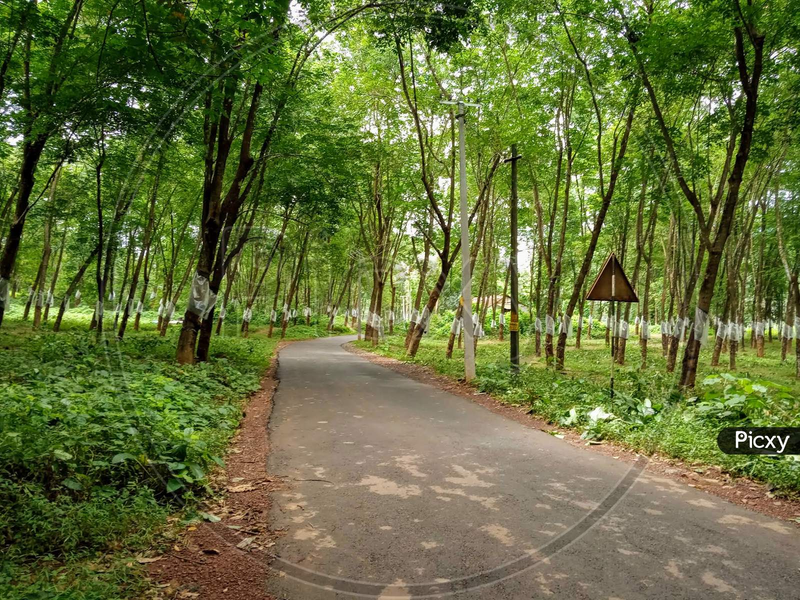 Road through rubber estate in Kerala