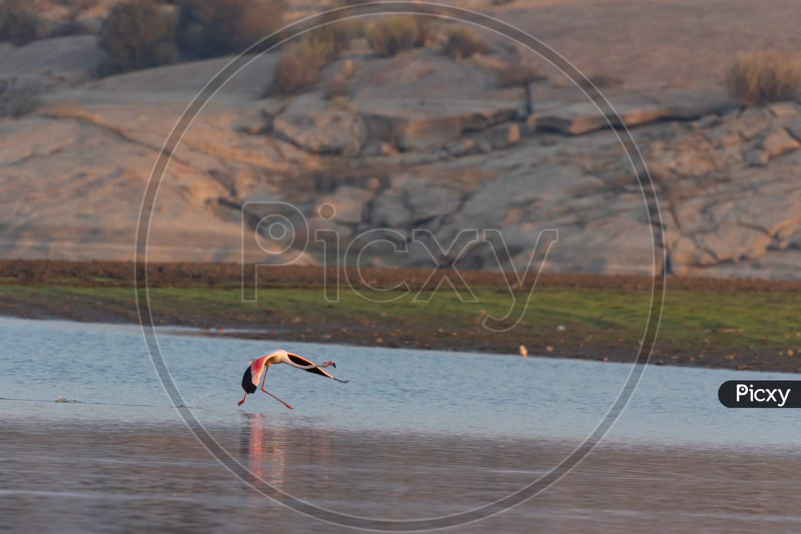 A lesser flamingo running in water