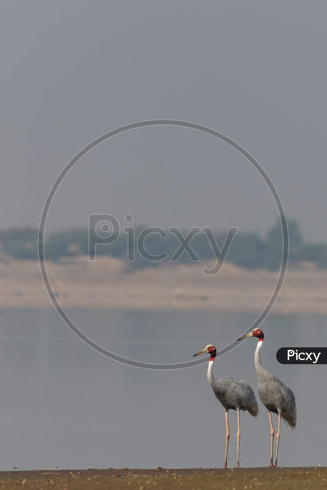 A pair of beautiful Sarus Cranes standing tall together
