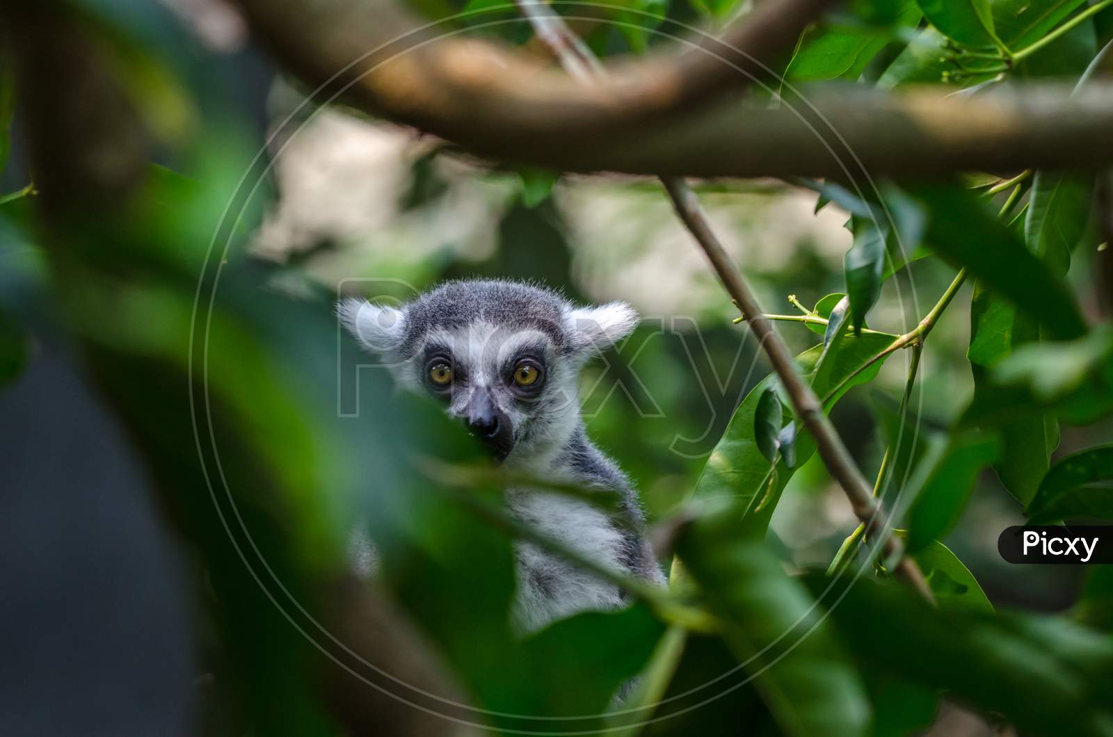 Lemur behind trees