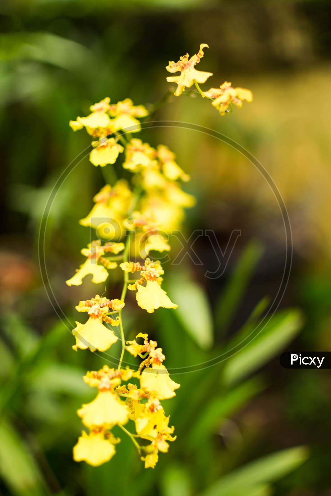 Beautiful Yellow Colored Orchid Flower With Nice Blurred Background