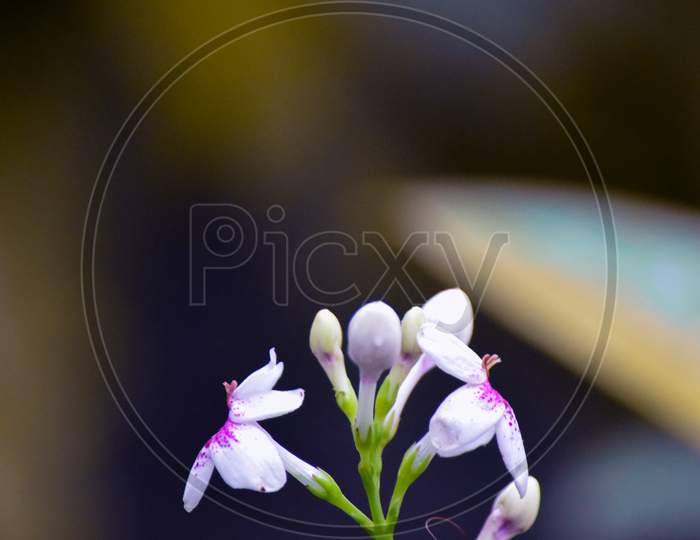 White Crossandra Or Firecracker Flower On Beautiful Background