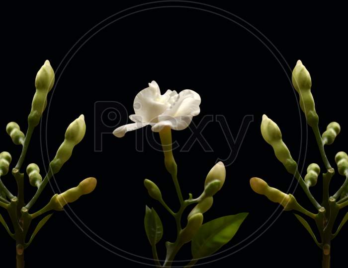 Beautiful Flower Bud Isolated On Black Background