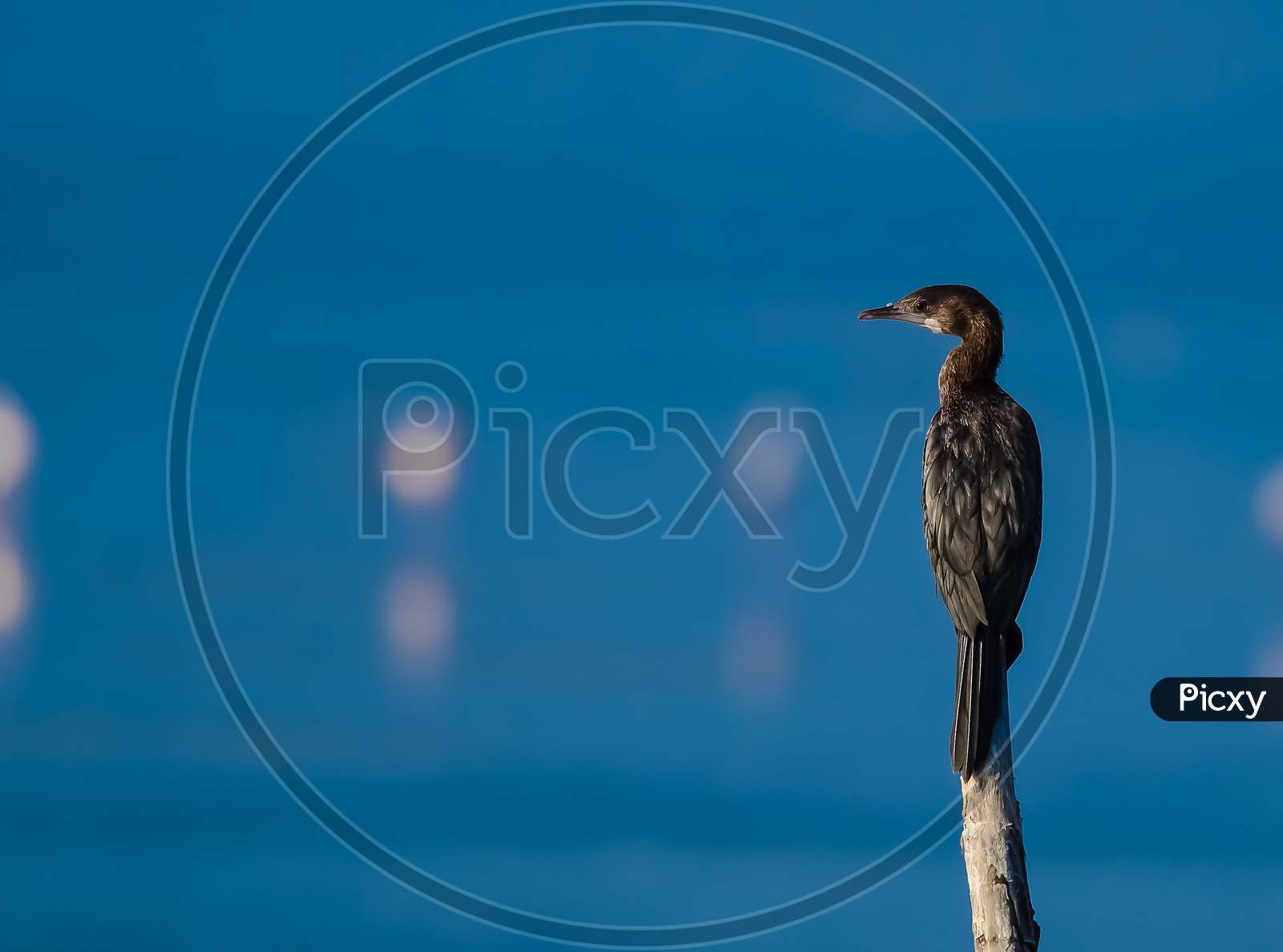 Bird sitting on a branch in the banks of a lake