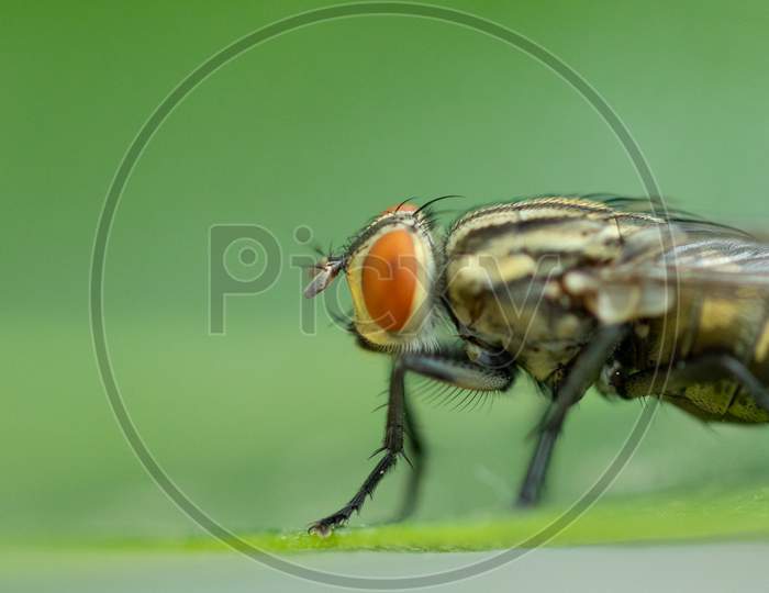 A Housefly Insect