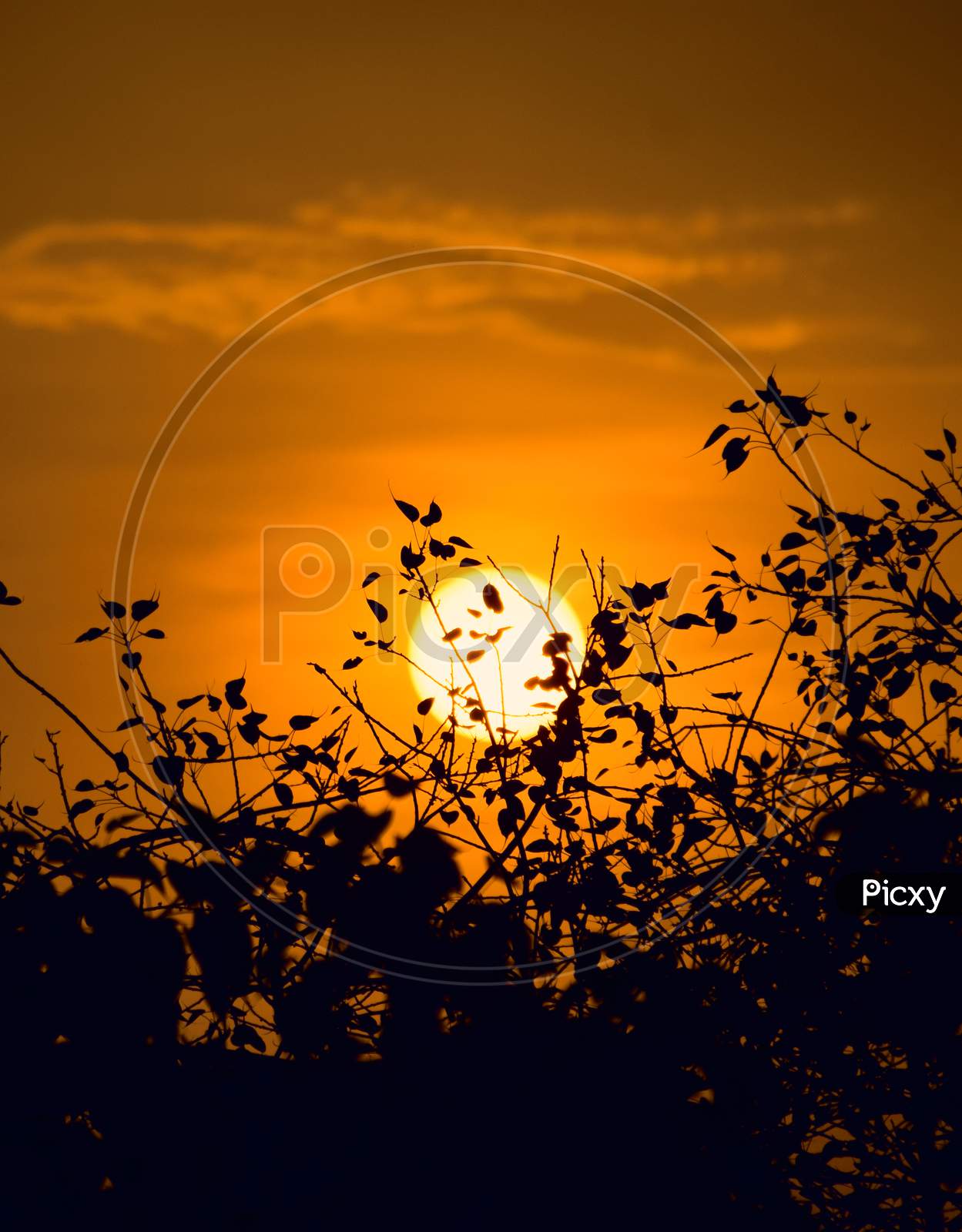 Beautiful Sunrise, Sky In Orange Color With Silhouette Branch Of Tree
