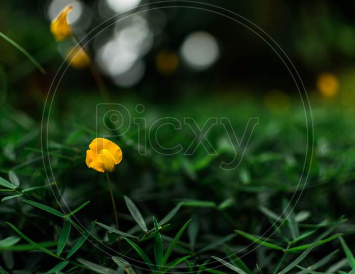 A Yellow Flower Among Greenery With Bokeh Blurry Background