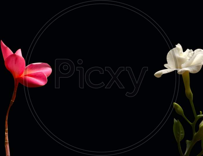Beautiful White And Pink Color Flowers Isolated On Black Background