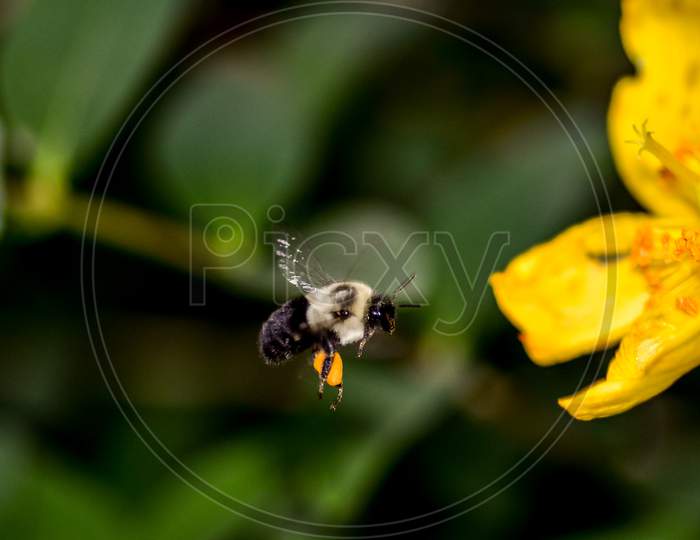 Honey bee and yellow flower