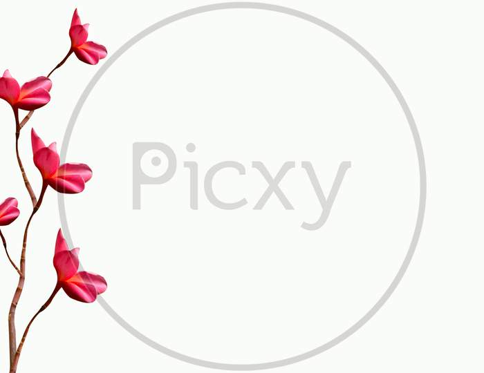 Beautiful Pink Color Flower Isolated On White Background