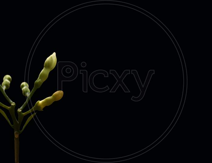 Beautiful Three Flowers And Buds Isolated On Black Background