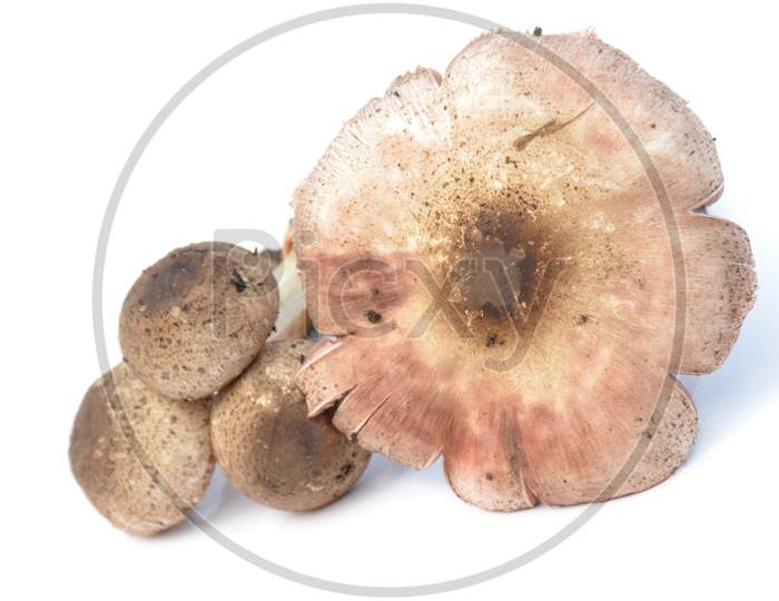 bunch the brown color mushroom isolated on white background.