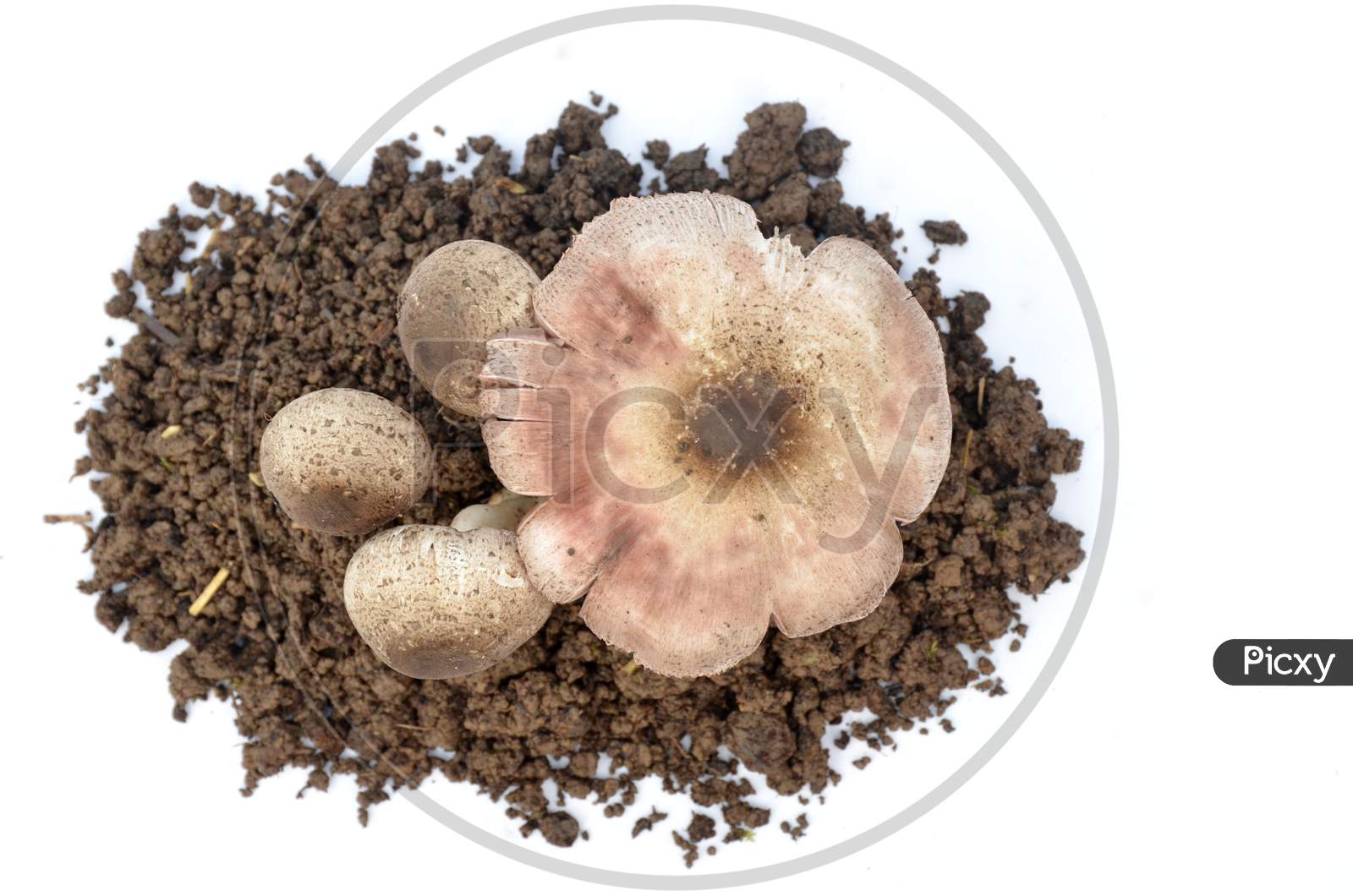 bunch the brown color mushroom seedlings isolated on white background.