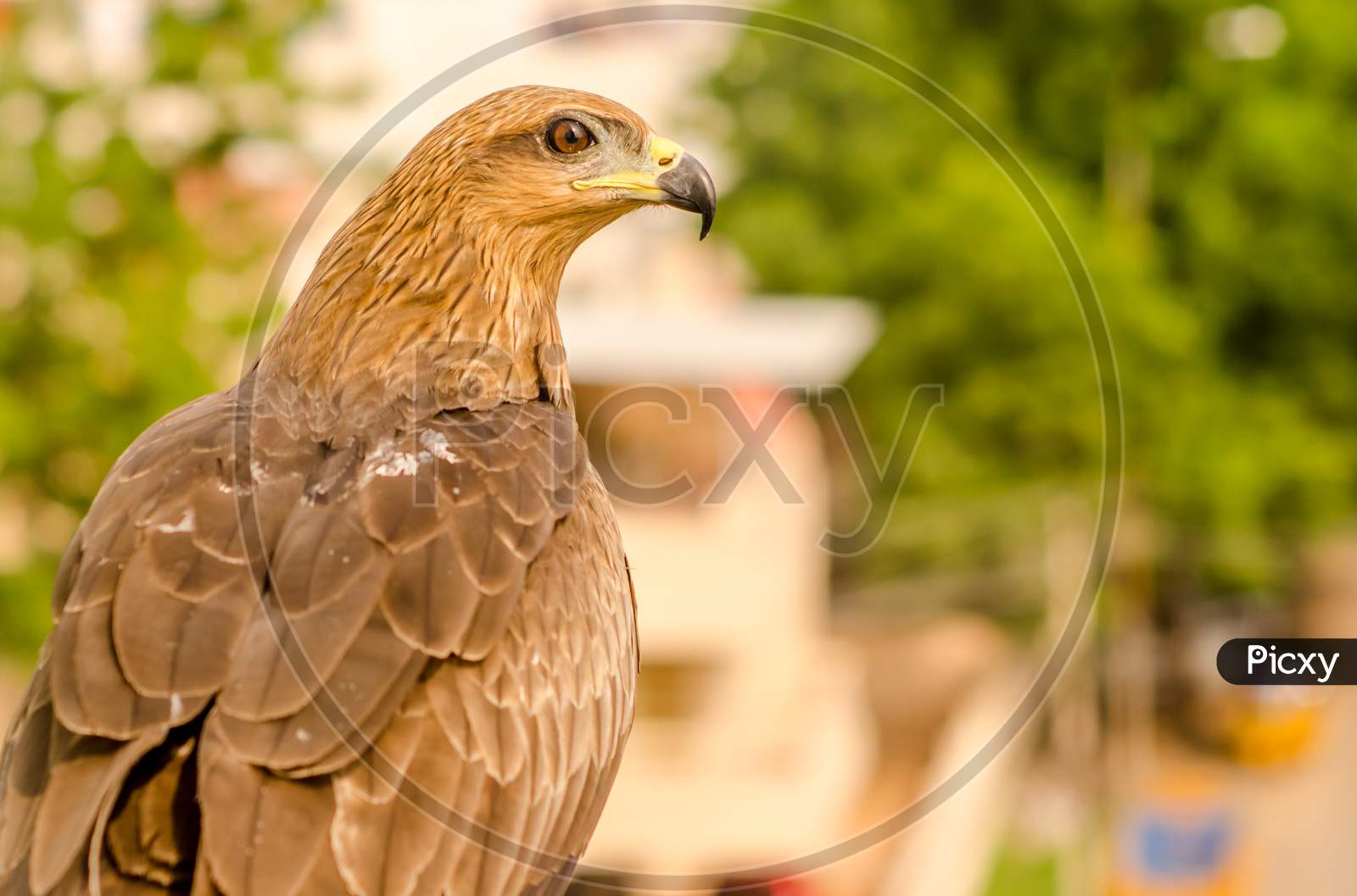 Indian brown eagle with green background