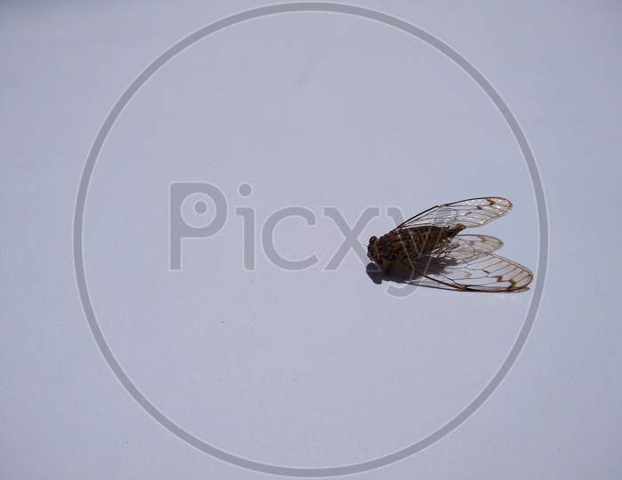 Dead cicadas on white background