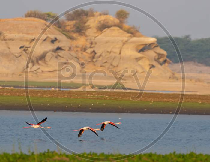 A flock of lesser flamingos in flight