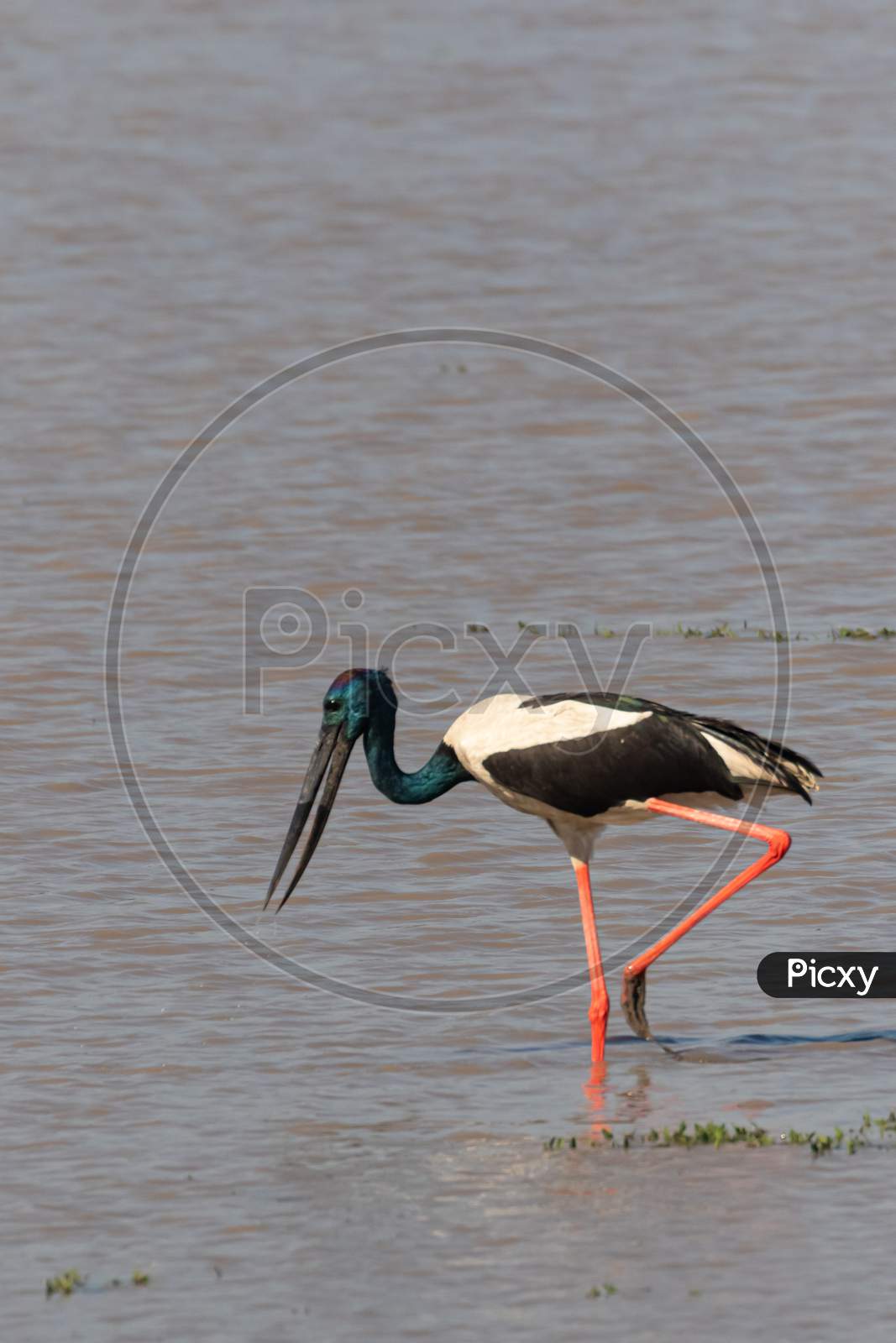 A black necked stork finding food
