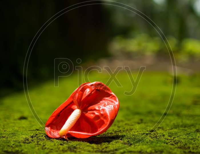 An Isolated Red Flower In Green Grass With Blurry Bokeh Background