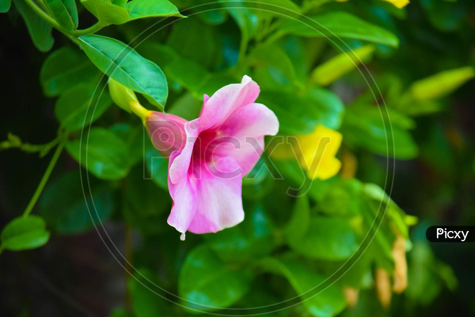 Beautiful Pink Color Flower At Outdoor, Blurred Background, Green