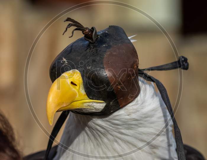 Close-Up Hooded Bald Eagle,Haliaeetus Leucocephalus, At Falconry Display