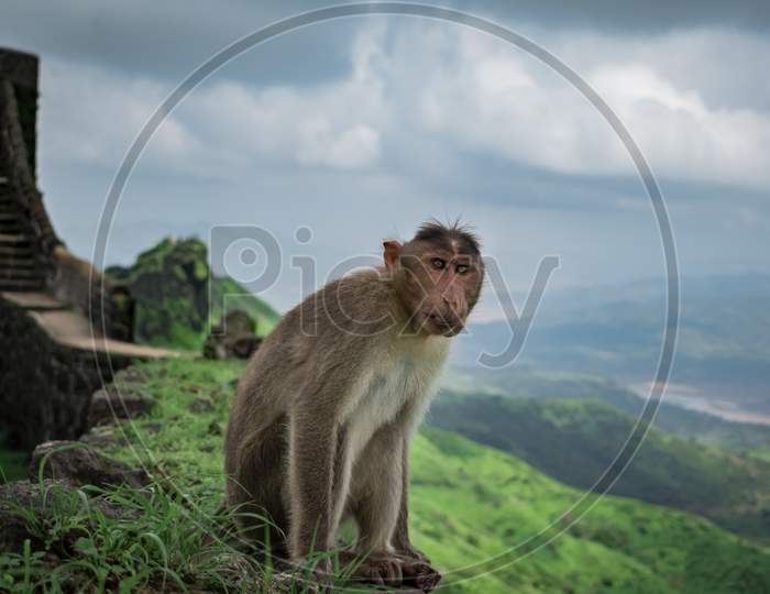 Bonnet Macaque type of monkey enjoying the weather