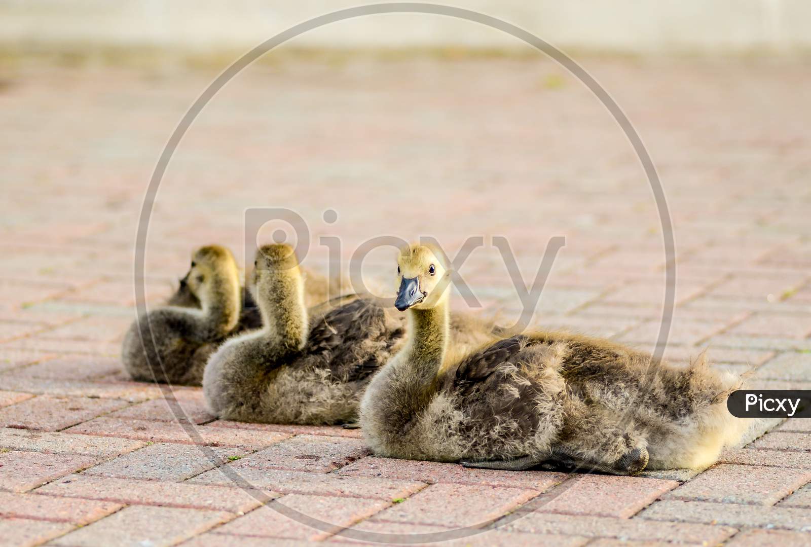 Three baby ducks sitting on a floor