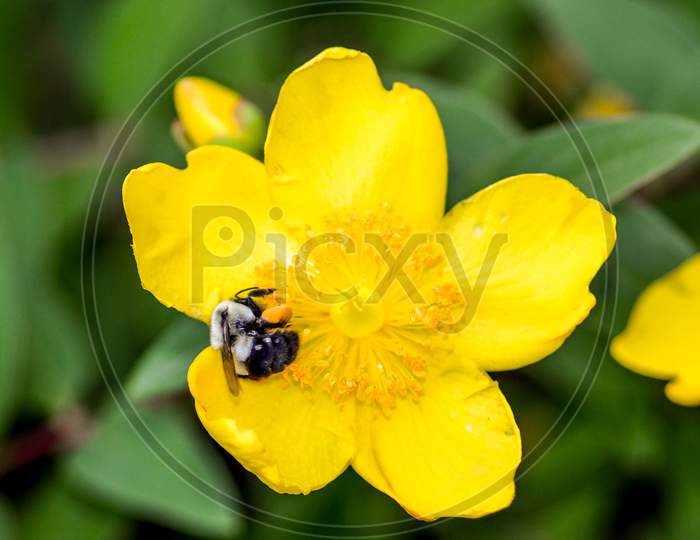 Sleeping Honey bee and yellow flower