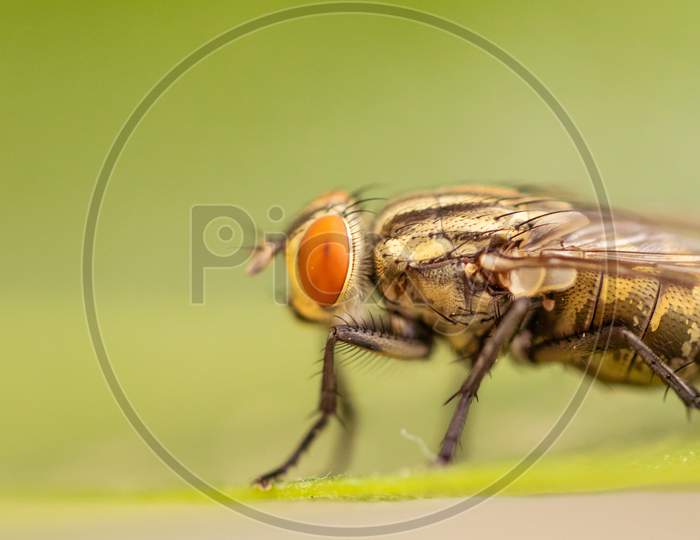 Detail Of Housefly