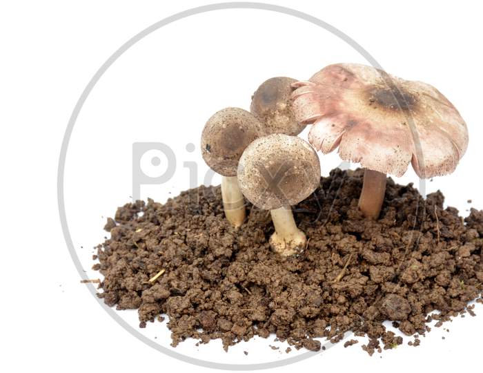 bunch the brown color mushroom seedlings isolated on white background.