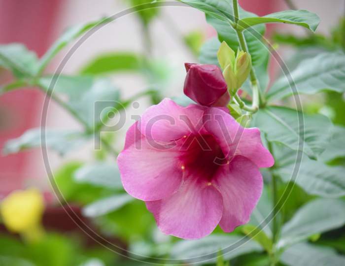 beautiful pink color flower at outdoor, blurred background, green