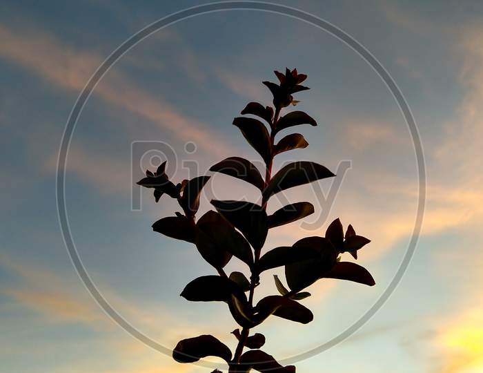 Lagerstroemia Indica Also Known As Crape Myrtle Tree Leaves Are Silhouetted Against The Sky