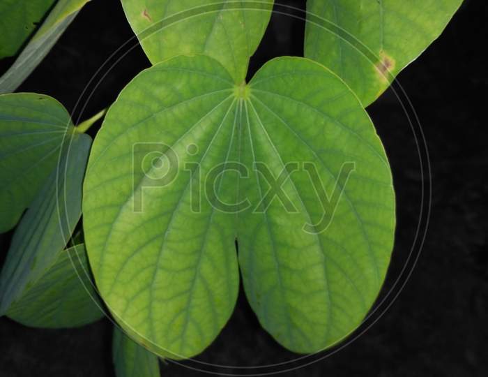 Beautiful bauhinia forficata heart shape green leaf texture with dark background.