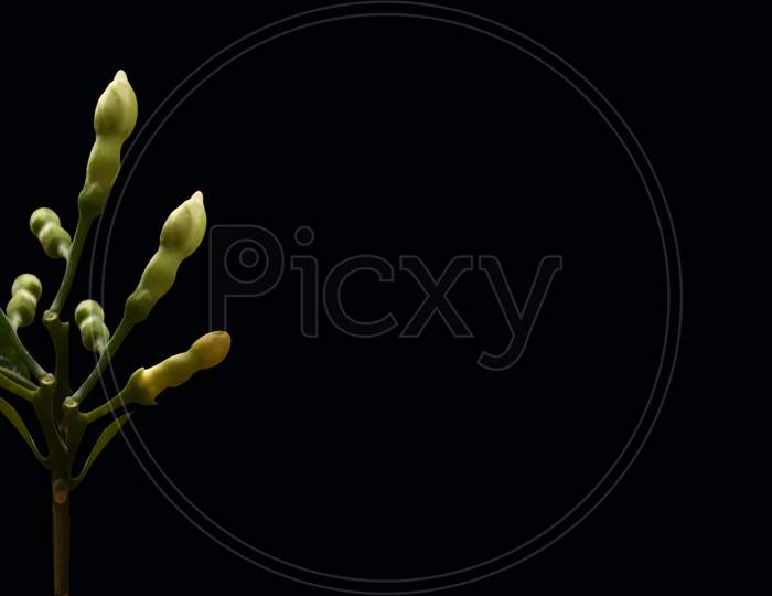 Beautiful Flower Bud Isolated On Black Background With Texture Space Available