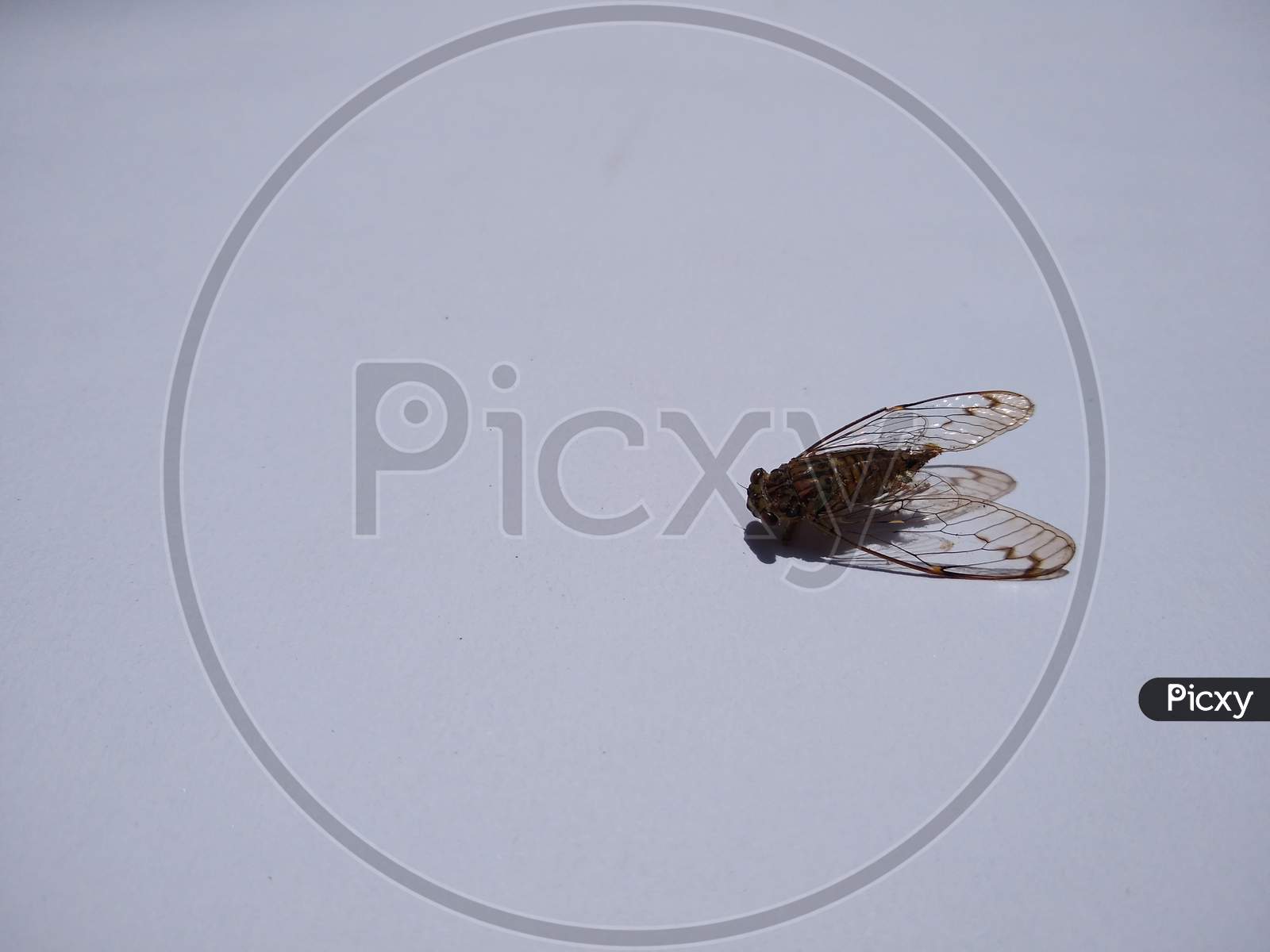 Dead cicadas on white background