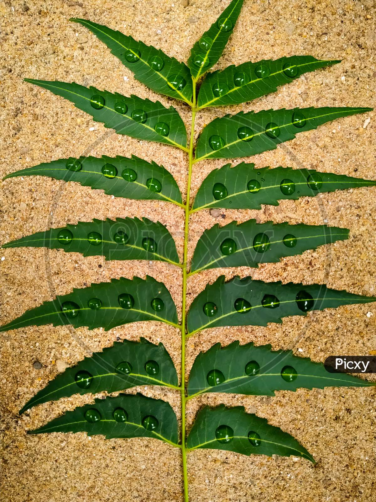 Green Neem Leaves Water Drops On The Ground