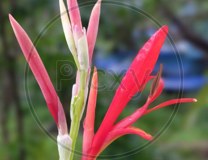 Bird of paradise flowering plant