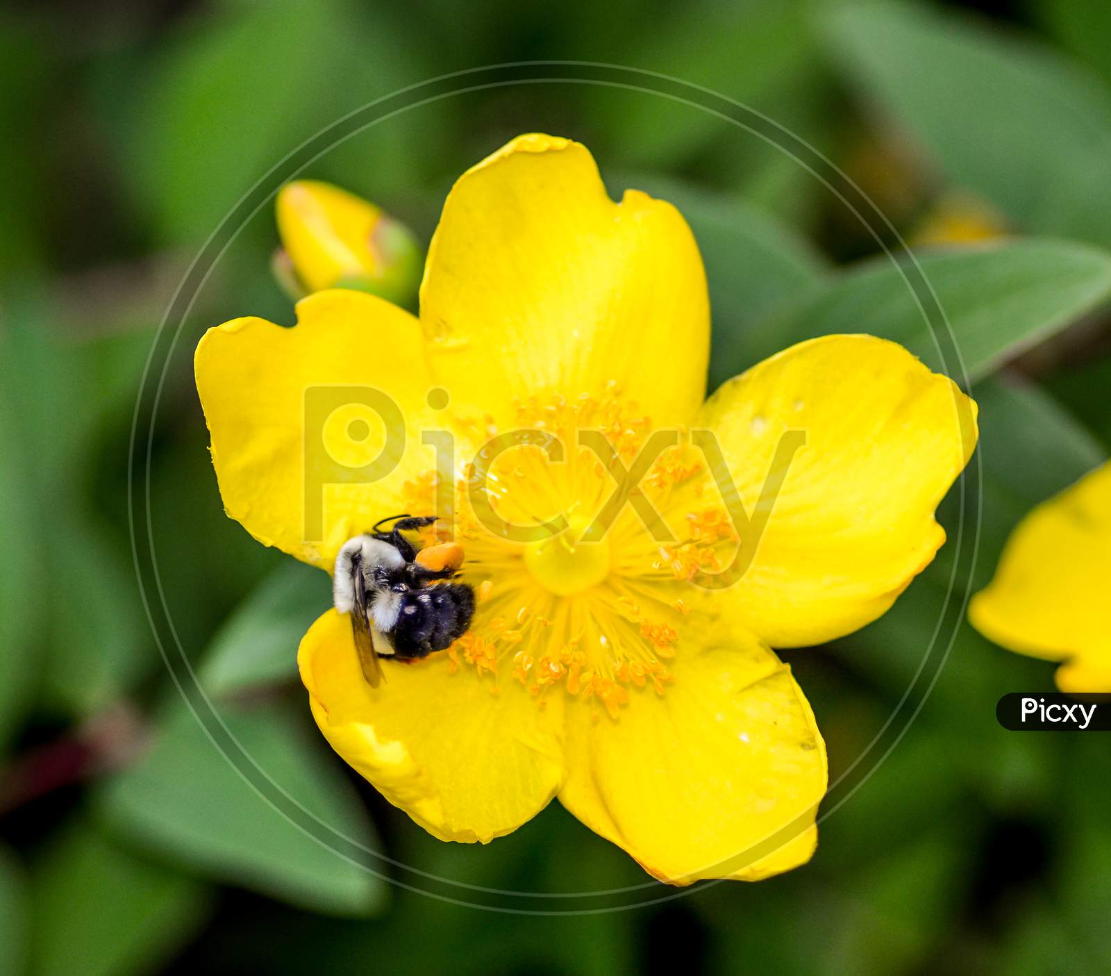 Sleeping Honey bee and yellow flower