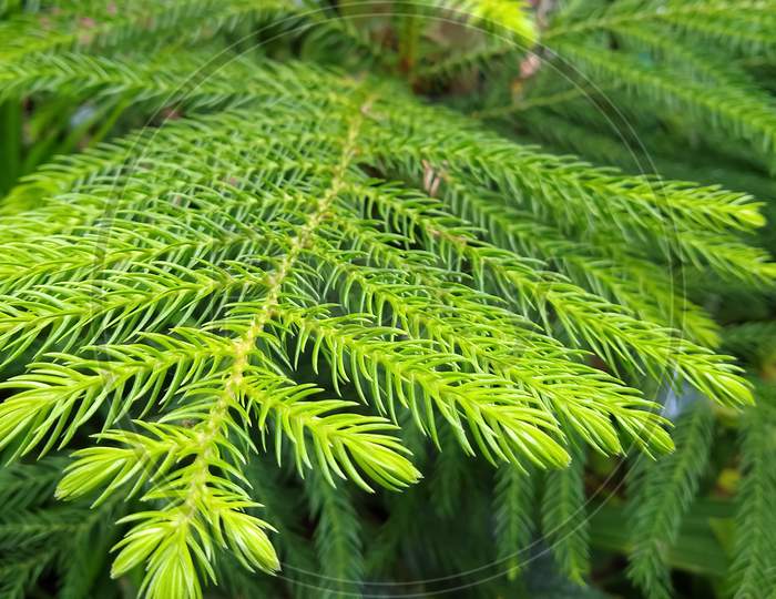 Araucaria Cunninghamii Hoop Pine leaves