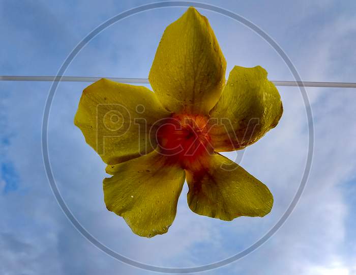 A Beautiful Yellow Allamanda Flower Hanging From A Rope With Sky In Background