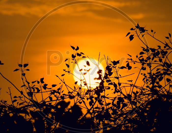 Beautiful Sunrise, Sky In Orange Color With Silhouette Branch Of Tree